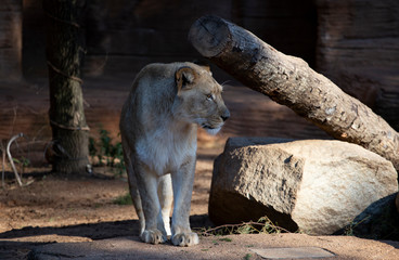 Naklejka premium Lion