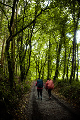 Fototapeta premium People trekking in the nature mountain walking 