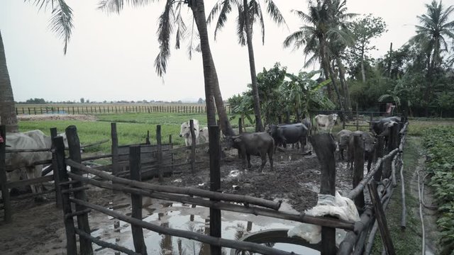 Hord of cattle in their wooden enclosure at a local farm in Cambodia.