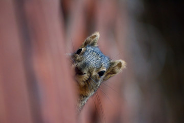 Squirrel Peek