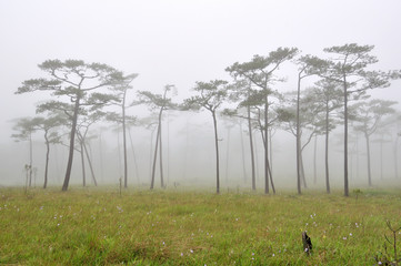 Pine forest in mist on flower field