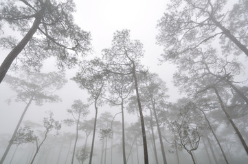 Pine forest cover with mist