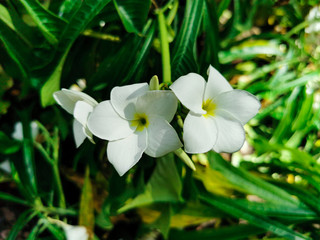 Closeup beautiful white of two jasmine flowers on green leaves background. Pretty and fresh flowers...