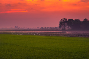 The morning sunrise on the rice field with white mist