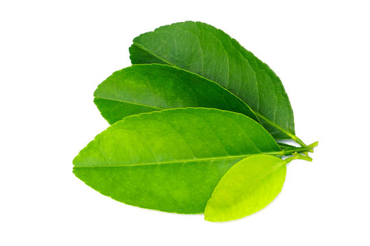fresh green lemon leaves isolated on white background. lime leaf and green herbs for cooking. Clipping path.