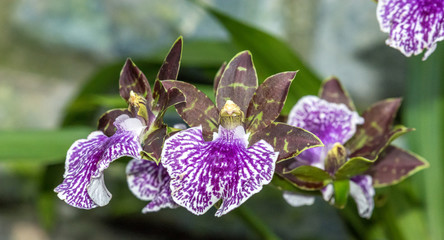 Zygopetalum Kiwi Magic Black Gold Orchidaceae