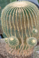 Golden Barrel Cactus, also known as "Mother-in-law cushion".