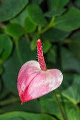 Anthurium Flamingo Flower, Princess Amalia Elegance Variety
