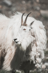 Obraz premium A Mountain goat in the Mountains