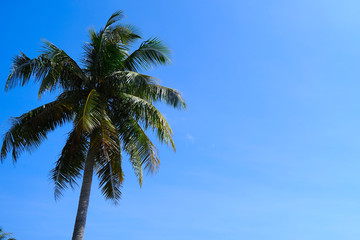 Palm Tree with A Clear Sky Background