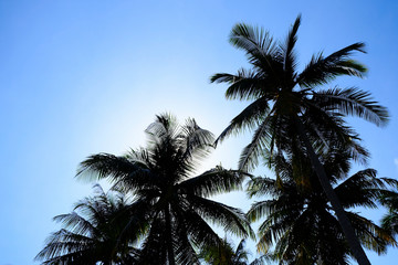 Fototapeta na wymiar Palm Tree with A Clear Sky Background