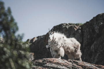 A Mountain goat in the Mountains