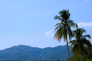Fototapeta na wymiar Palm Tree with A Clear Sky Background