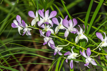 Dendrobium, Dendrobium Sunan Blue, Orchidaceae