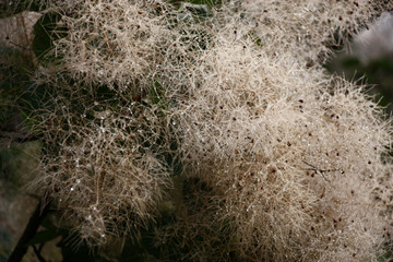 After a rain downy runaways cotinus were bent under weight of drops of water.