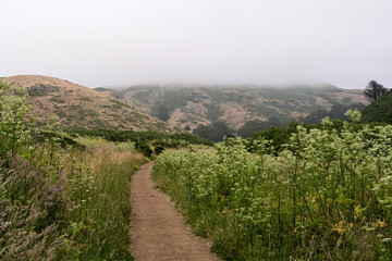 Obraz premium path in the field