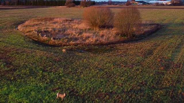 Aerial view at two European roe deer (Capreolus capreolus) eating calm at open field in sunny autumn / winter day, golden hour, wide angle establishing drone shot moving forward