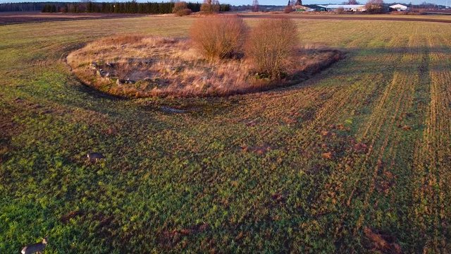 Aerial view at two European roe deer (Capreolus capreolus) eating calm at open field in sunny autumn / winter day, golden hour, wide angle establishing drone shot moving forward