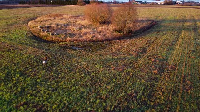 Aerial view at two European roe deer (Capreolus capreolus) eating calm at open field in sunny autumn / winter day, golden hour, wide angle establishing drone shot moving backwards