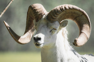 A dall's sheep ram with super big horns