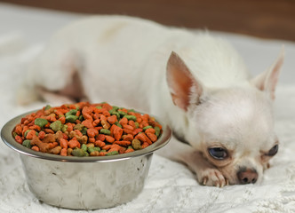 blur image of sleepy white short hair Chihuahua dog lying down by dog food bowl and ignoring them.