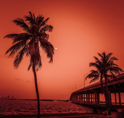 sunset beach palms tropical tree moon bridge sea ocean water island summer silhouette sunrise dusk coast landscape florida miami © Alberto GV PHOTOGRAP