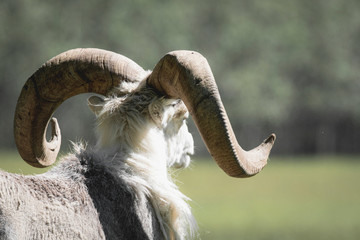 A dall's sheep ram with super big horns