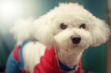 Bichon Frise