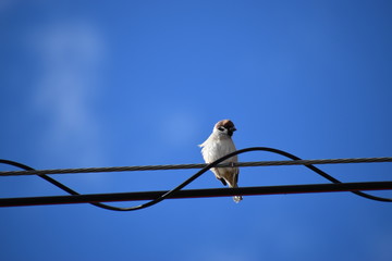 電線に止まるスズメ
