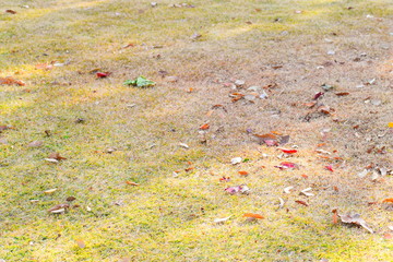 芝の上の落ち葉