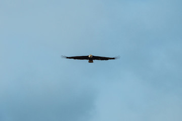 one bald eagle flew towards you under cloudy blue sky