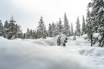 Fototapeta na wymiar Bosques de Nieve