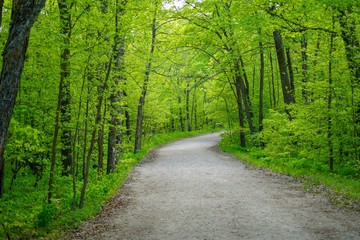 Beautiful country road in a thick forest in summer