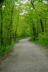 Curving dirt road in a green forest in summer