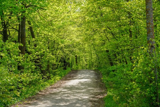 Country dirt road in a bright green forest with sun shining through the trees
