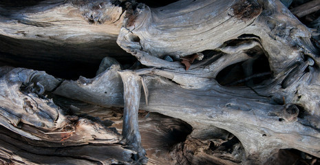 Driftwood