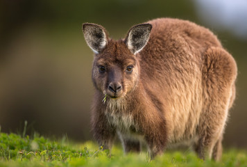 A western grey kangaroo, Macropus fuliginosus, subspecies Kangaroo Island kangaroo, grazing on grass. © JAK