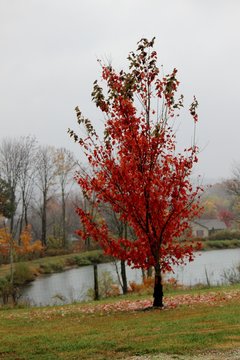 Patoka 