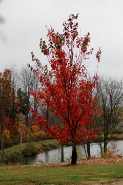 Patoka 