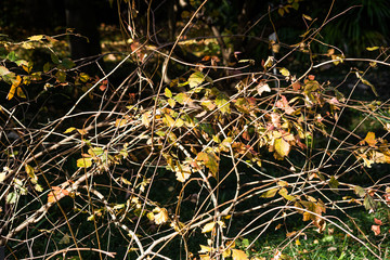 Green leaves on thin branches of rhus aromatica