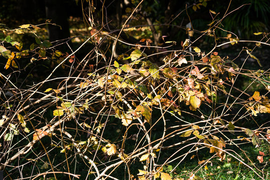 Green leaves on thin branches of rhus aromatica