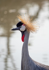 Fototapeta premium Close up Black Crowned Crane Standing in The Swamp