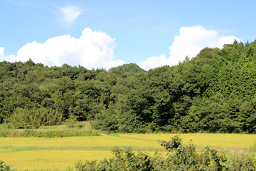 夏の田園風景