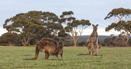 A pair of a western grey kangaroos, Macropus fuliginosus, subspecies Kangaroo Island kangaroo, standing in a grassy pasture.