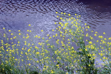 川沿いに群生する黄色い菜の花