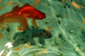 緑色のタイルの水槽で泳ぐ赤色の金魚