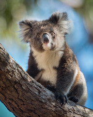 A koala, Phascolarctos cinereus, sitting upright in a  tree.