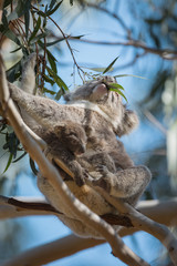 A koala with joey,  Phascolarctos cinereus, eating in a eucalyptus tree.