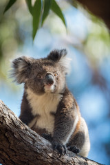 A koala, Phascolarctos cinereus, sitting upright in a  tree.