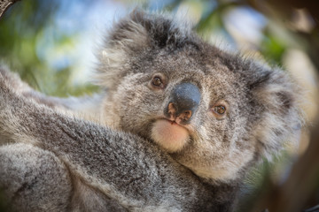 Portrait of a koala, Phascolarctos cinereus, in a tree.